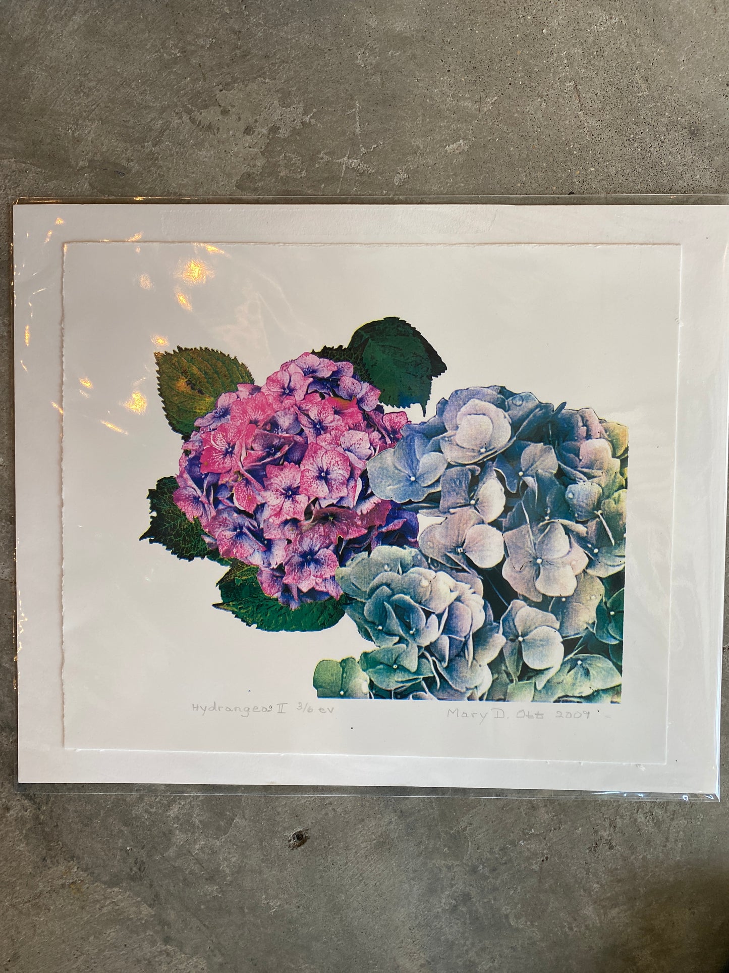 Hydrangeas II