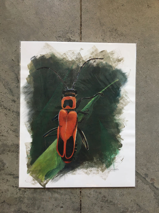 Beneficial Bugs: Soldier Beetle