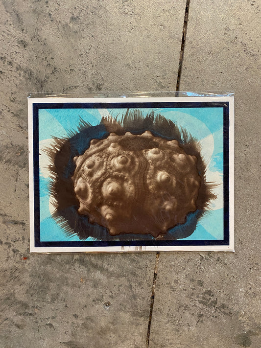 Bronze Urchin Cyanotype