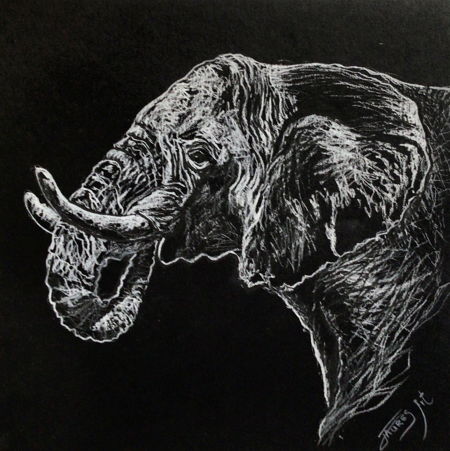 Elephant by Jaures K