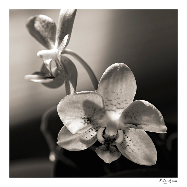 Orch by Ronald Beverly